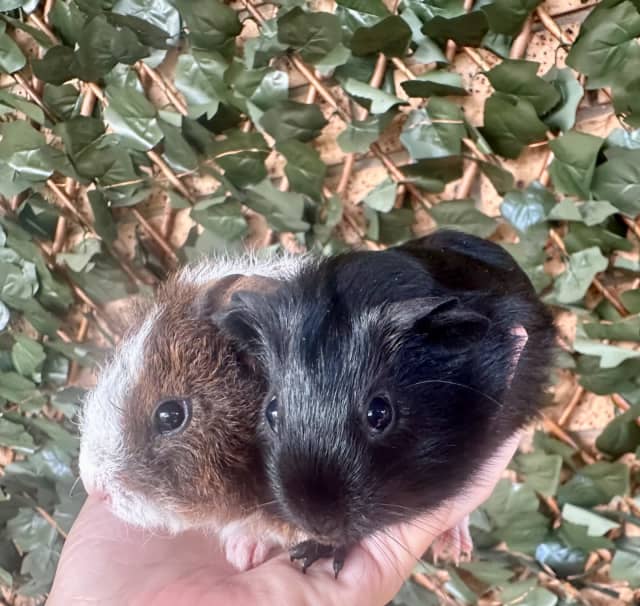 Dalmatian guinea sale pig for sale