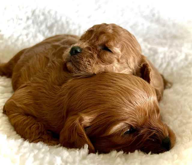 Professional Purpose Bred Toy Cavoodles by Cooyong Oodles Dogs