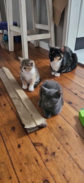 adorable kittens | Cats & Kittens | Gumtree Australia Blacktown Area ...