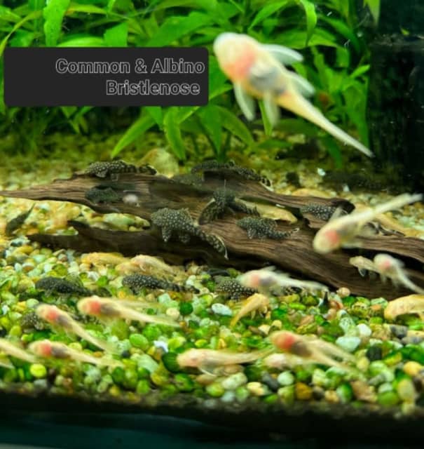 Bristlenose Catfish plecos Common, Albino, Super reds, longfins Fish