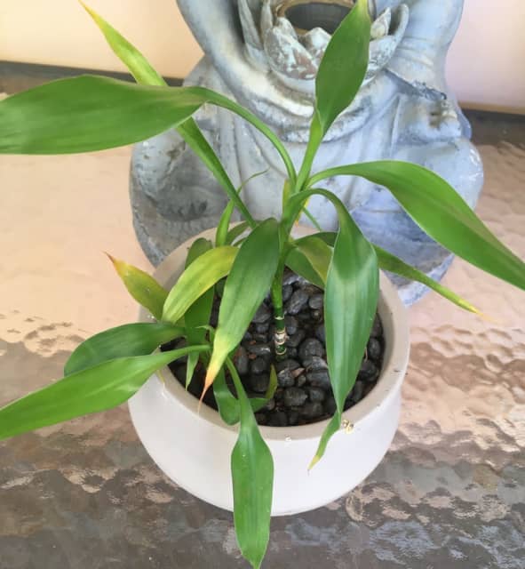 Lucky Bamboo Multiple plants growing in the 1 ceramic pot Plants