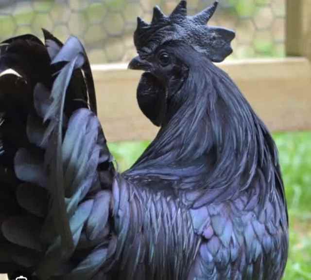 Roosters for sale Livestock Gumtree Australia Hume Area Bulla