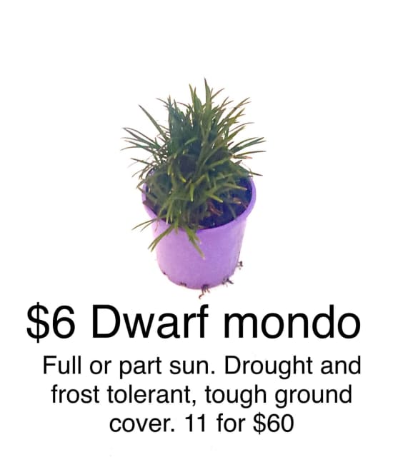 6 Dwarf mondo grass Plants Gumtree Australia Wollondilly Area