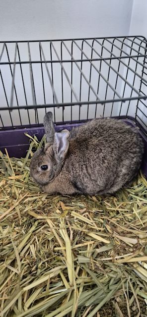 2x rabbit for rehome and 1x guinea | Rabbits | Gumtree Australia ...