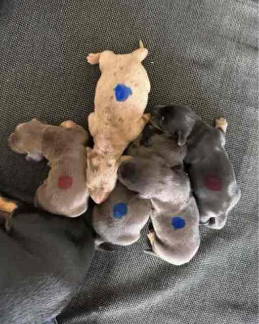 Purebred Miniature Dachshund Dogs & Puppies Gumtree Australia
