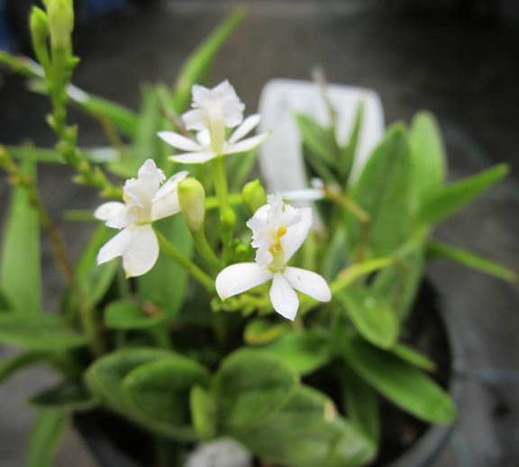 CRUCIFIX ORCHIDS 4 SALE VARIOUS COLOURS QLD OZ Plants Gumtree