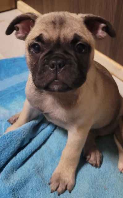 Frug puppies 1 fawn girl left💕 | Dogs & Puppies | Gumtree Australia ...