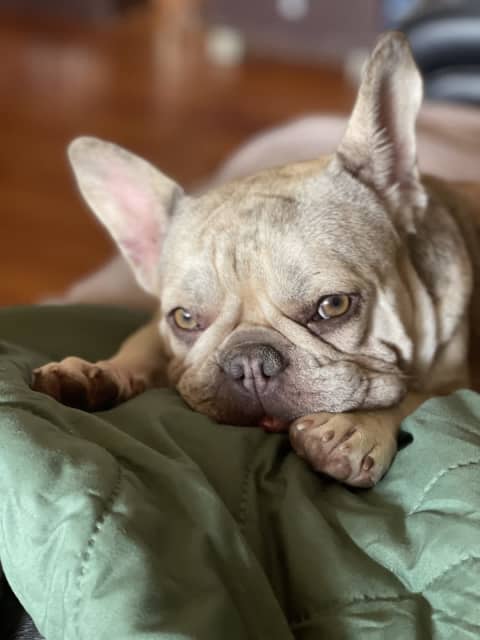 are merle french bulldogs purebred