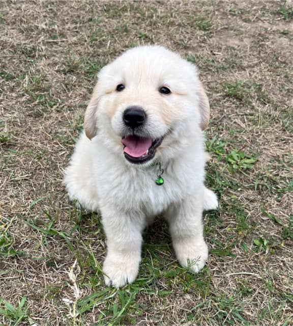 Golden Shepherds pup Puppies (Golden retriever/Swiss white shepherd ...