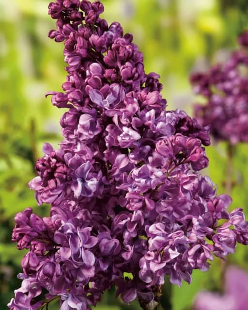 Lilac Syringa Alice Eastwood Charles Joly Bare rooted Plants in