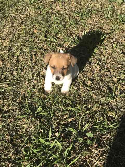 Jack Russell puppies - Male and Female | Dogs & Puppies | Gumtree ...