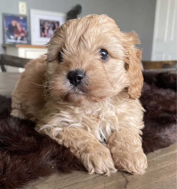 Toy Cavoodle puppies Dogs & Puppies Gumtree Australia Murray Bridge