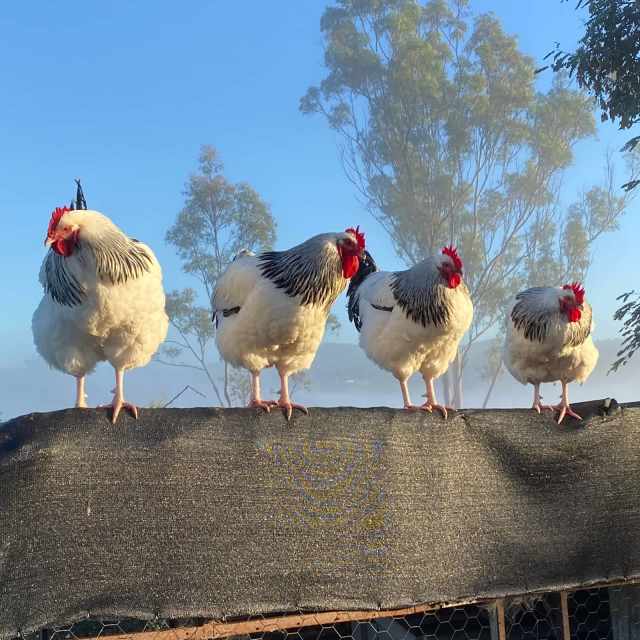 Fertile Chicken Eggs Light Sussex & Quamby Birds Gumtree