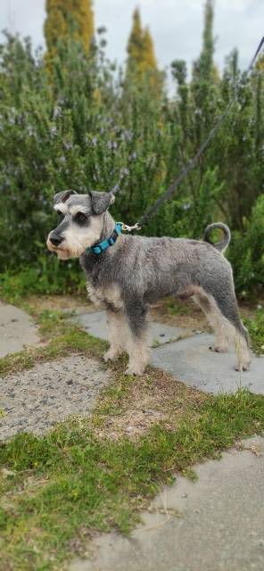 pedigree miniature schnauzer for sale