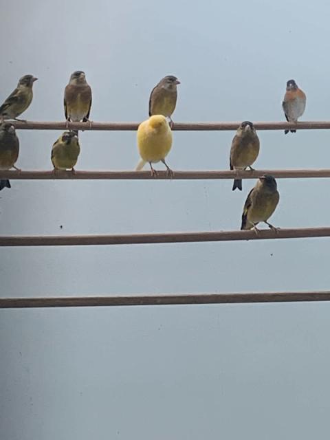 Oriental greenfinches | Birds | Gumtree Australia Melton Area