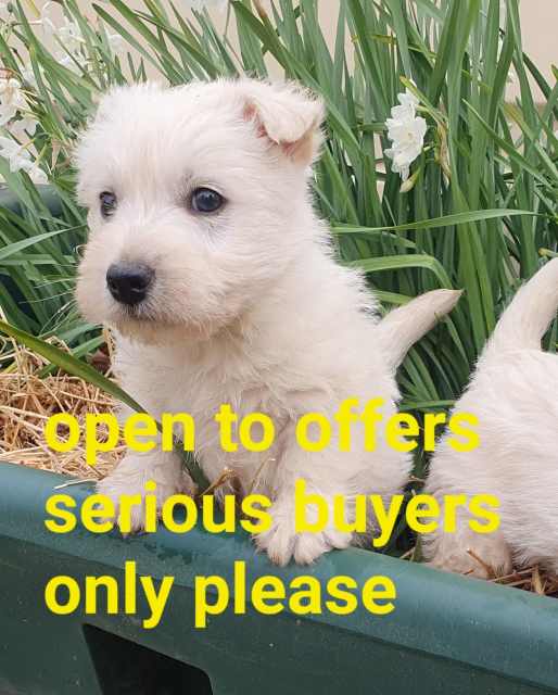 West highland terrier x Scottish terrier puppies Dogs & Puppies