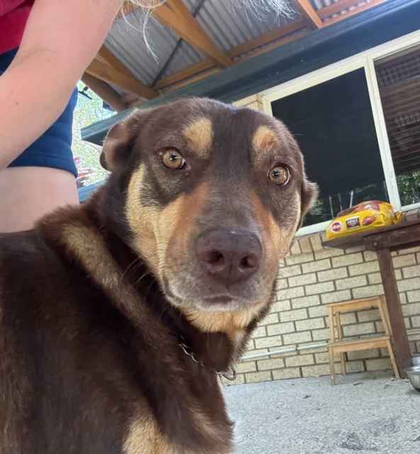 Kelpie for the right home Dogs & Puppies Gumtree Australia