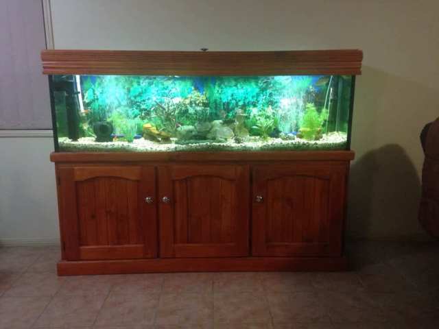 6 ft fish tank with brass fish knobs on the three foirs . | Fish ...