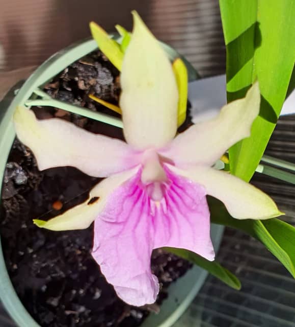Miltonia spectabilis light form orchid plant in hanging pot Plants