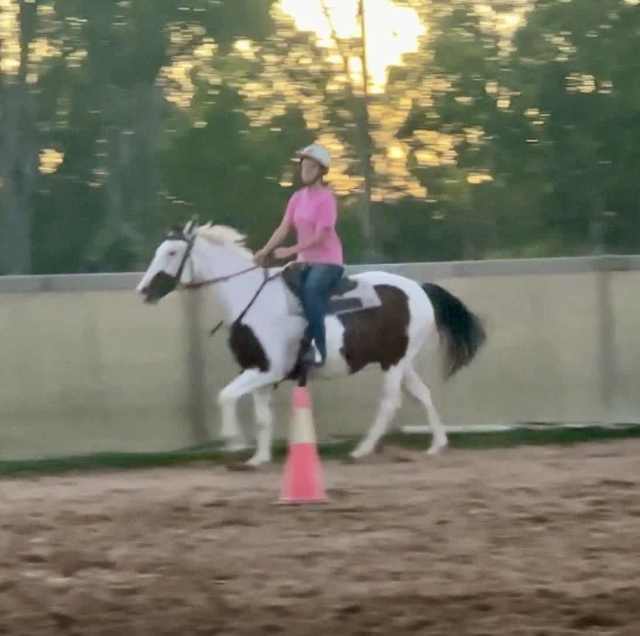 Paint QH Gelding Horses & Ponies Gumtree Australia Ipswich City