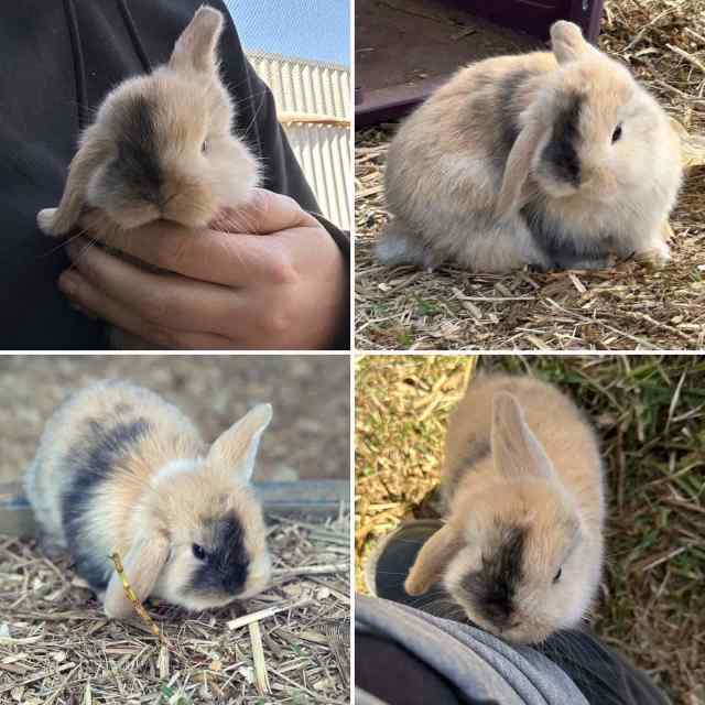 Purebred Miniature Lop Rabbits/Bunnies Rabbits Gumtree Australia