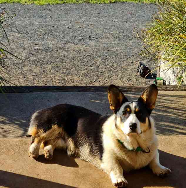 Walter, Entire Cardigan Corgi | Dogs & Puppies | Gumtree Australia ...