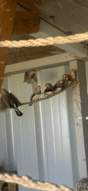 male king quails, & Gouldian finches zebra finches 4 sale | Birds