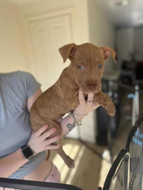 Red nose/American staffy/staffordshire terror | Dogs & Puppies ...