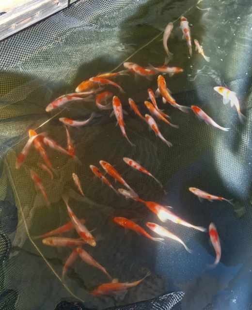 JAPANESE KOI Fish Gumtree Australia Kempsey Area Kundabung