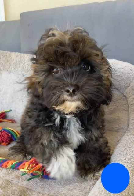 SHMOODLE PUPPIES Maltese Shih Tzu x Mini Poodle | Dogs & Puppies ...