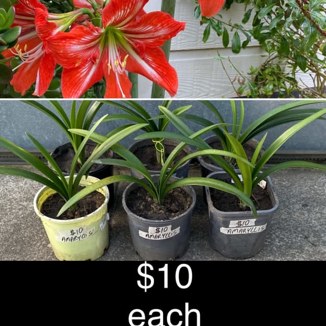 Variety of plants ready for planting in the garden.PU Carlton Plants Gumtree Australia