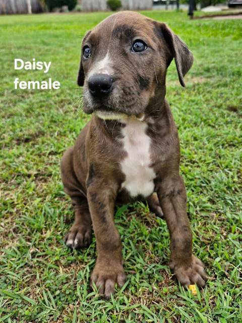 Bull Arab X Great Dane Puppies For Sale Bull Arab X Great Dane