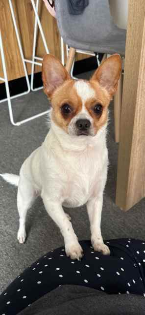 Chihuahua x foxy male dog | Dogs & Puppies | Gumtree Australia Gosford ...