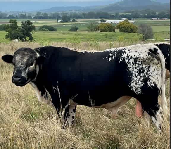 Speckle Park Bull | Livestock | Gumtree Australia Ipswich South ...