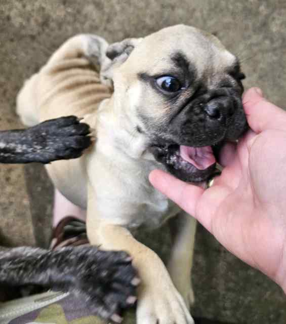 Mums a french bulldog and dad is a pug 3x girls left Dogs & Puppies