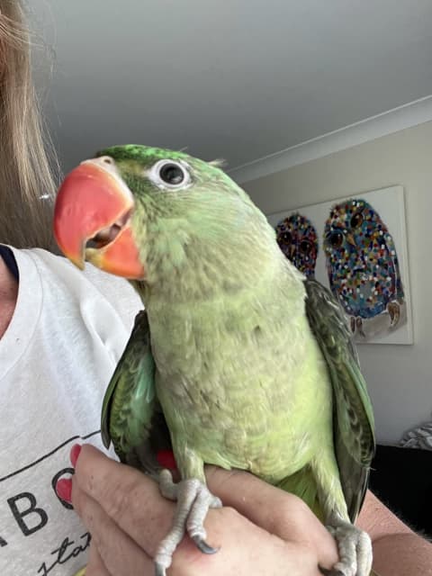 hand raising alexandrine parrots