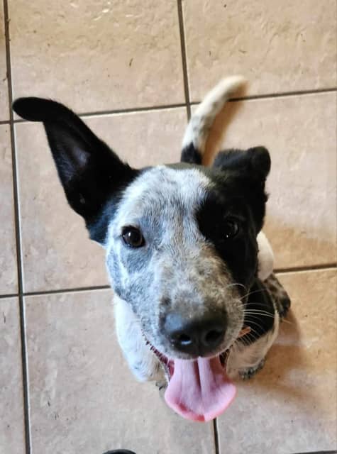 Blue heeler x kelpie | Dogs & Puppies | Gumtree Australia Caboolture ...