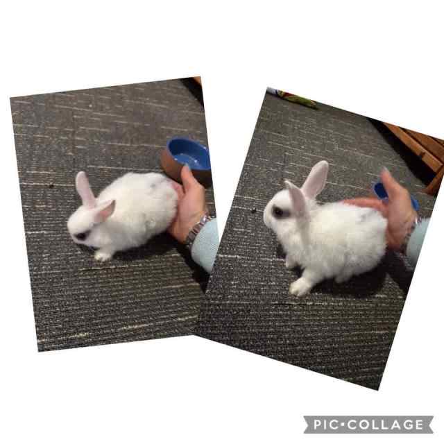netherland dwarf rabbit for sale Rabbits Gumtree Australia