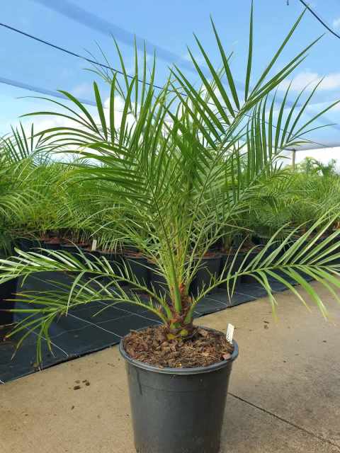 Dwarf Date palms | Plants | Gumtree Australia Noosa Area - Eumundi ...