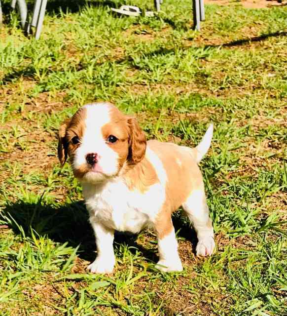 Adorable Cavalier Cross Puppies 🐾 Dogs & Puppies Gumtree Australia