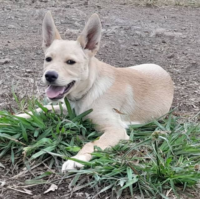 are australian kelpies rare