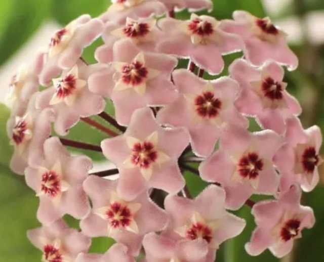 LARGE HOYA CARNOSA PLANTSPINK WHEN BLOOMIN A LARGE POT Plants in