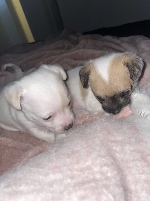 teacup chi poo puppies for sale near me