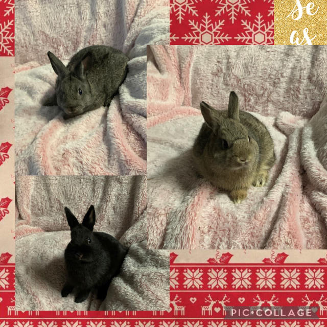 Purebred Netherland Dwarf Baby Bunny/ Rabbits | Rabbits | Gumtree ...