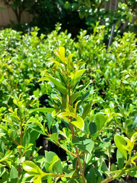 Lilly Pilly Resilience $15 | Plants | Gumtree Australia Canning Area ...