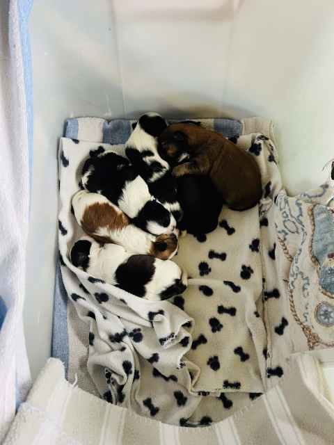 Maltese/shitzu puppies | Dogs & Puppies | Gumtree Australia Whitsundays ...