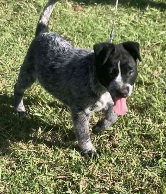 Heeler puppy Australian Cattle dog - male | Dogs & Puppies | Gumtree ...