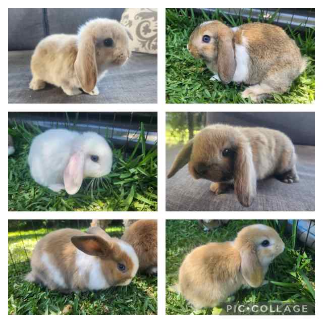 Pure Bred Mini Lop Baby Bunny Rabbits Rabbits Gumtree Australia