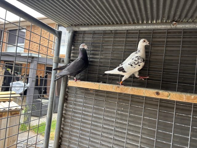 COLOURED RACING PIGEONS | Birds | Gumtree Australia Wyndham Area ...
