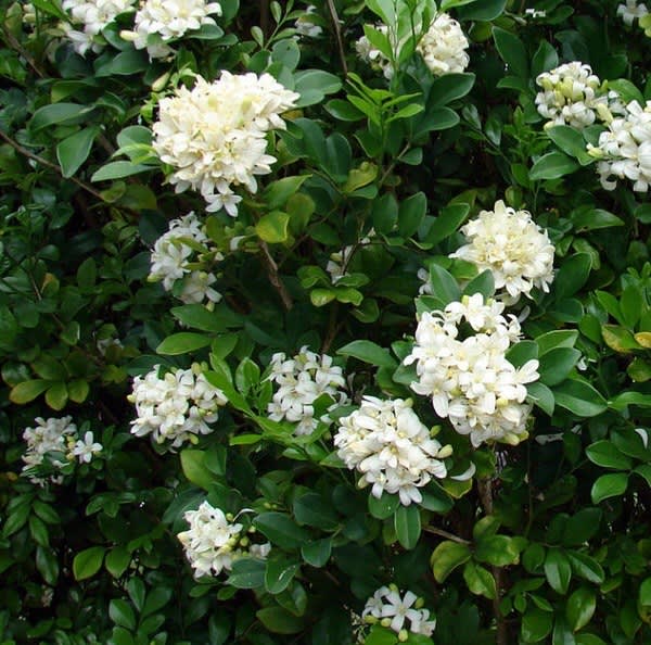 Murraya paniculata ' Orange Jasmine '14cm Pots Plants Gumtree